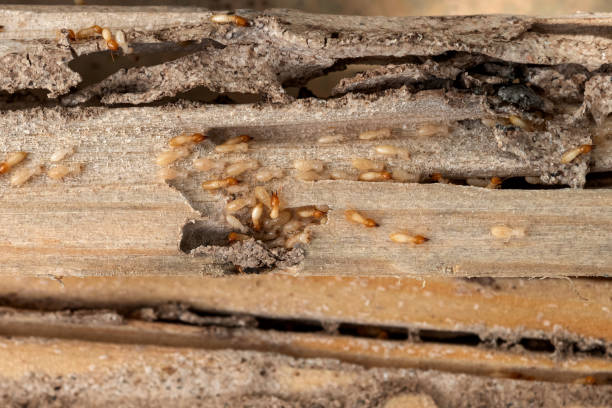 Best Pest Control Near Me in Beach Haven West, NJ