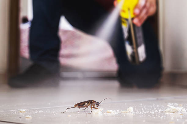 Wasp Removal Services in Beach Haven West, NJ